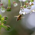 Biene fliegt Blüte an