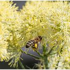 Biene fliegt in die Blüten