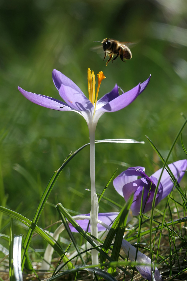 Biene fliegt Krokusblüte an