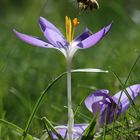 Biene fliegt Krokusblüte an