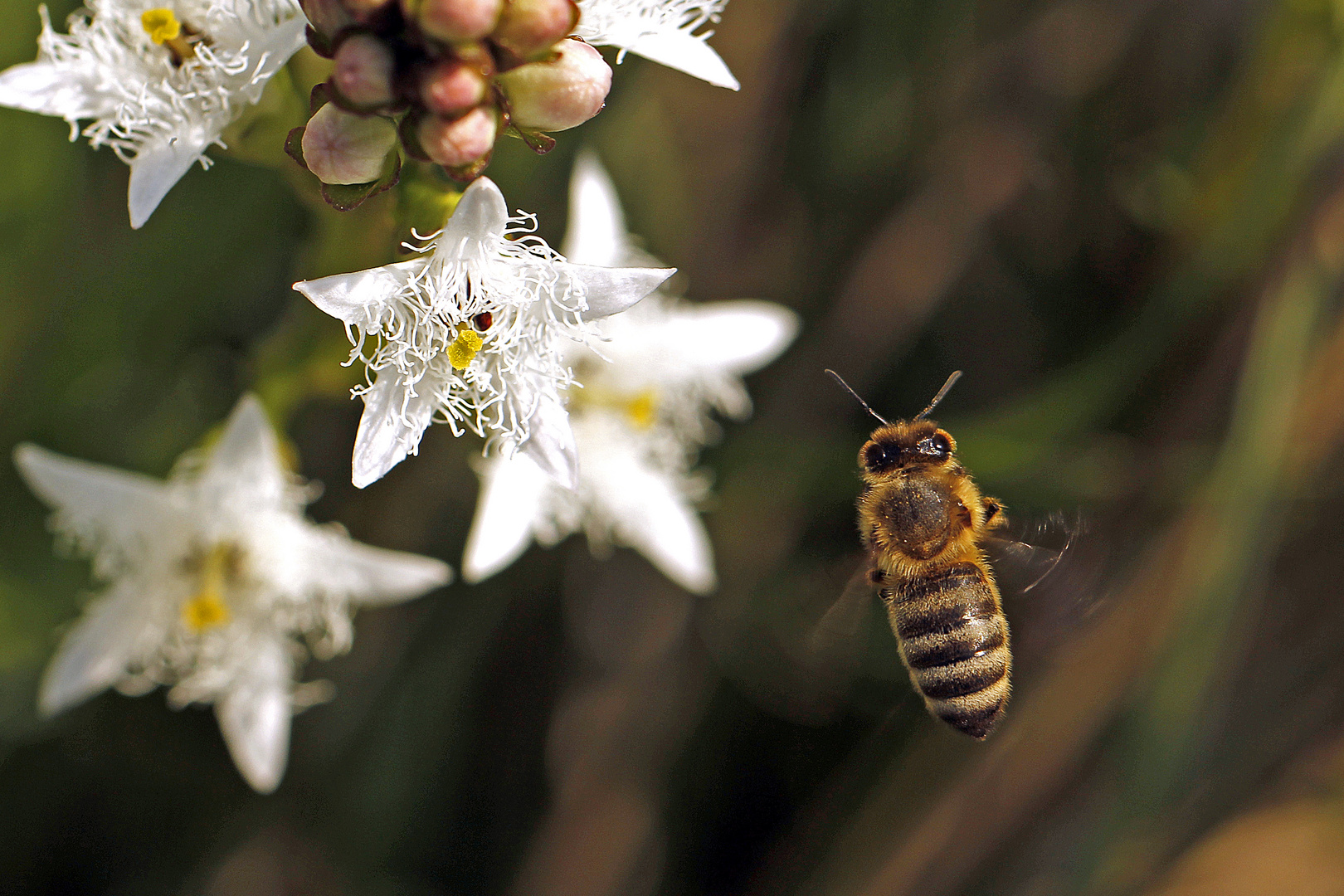 Biene fliegt von einer Fieberkleeblüte ...