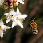 Biene fliegt von einer Fieberkleeblüte ...