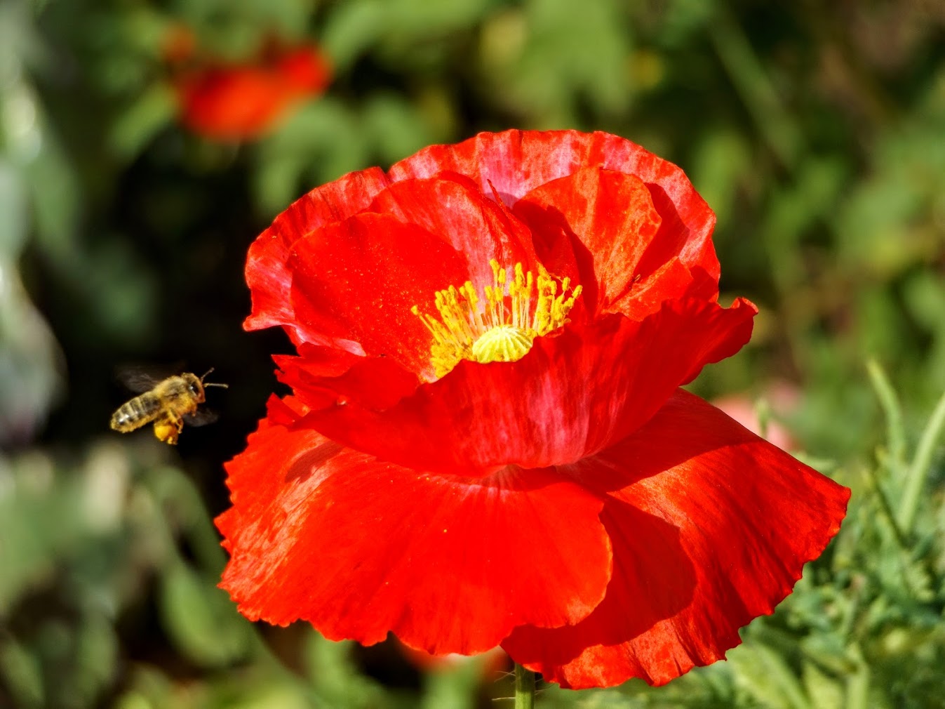 Biene fliegt zum Mohn