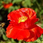 Biene fliegt zum Mohn