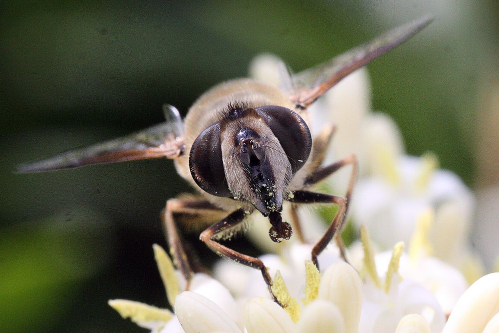 Biene frontal