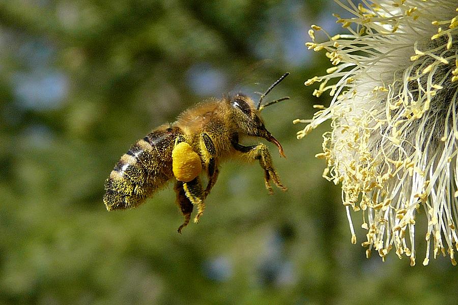 Biene - Frühling