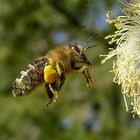 Biene - Frühling