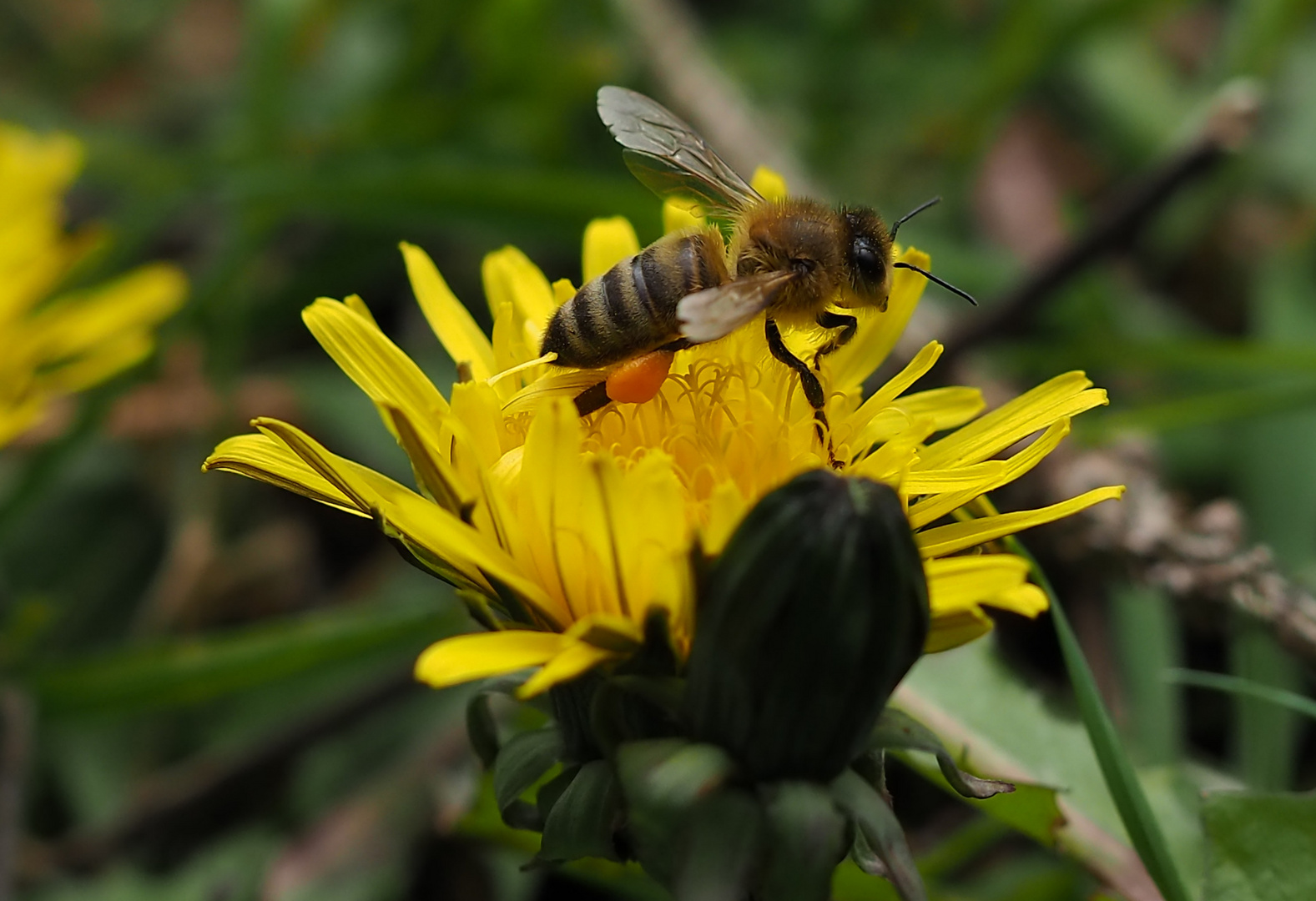 Biene für den Transport nach Hause bereit