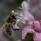 Biene - garnicht so einfach ranzukommen