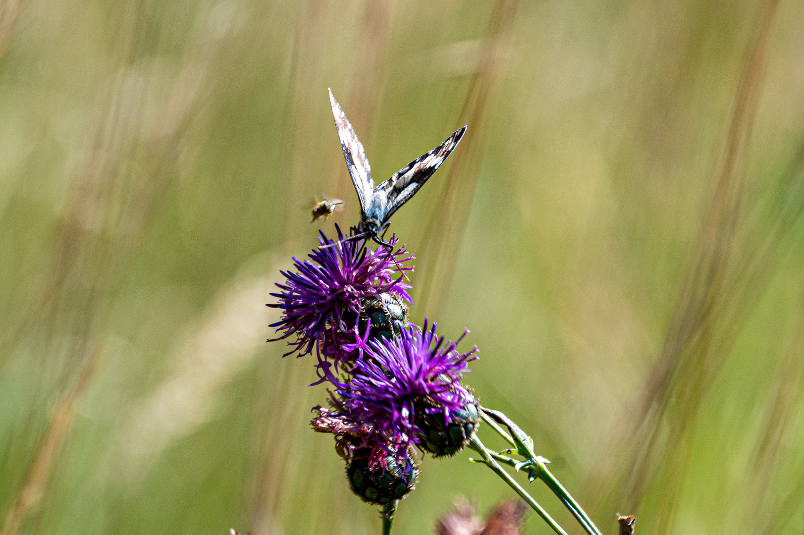 Biene greift Schmetterling an