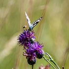 Biene greift Schmetterling an