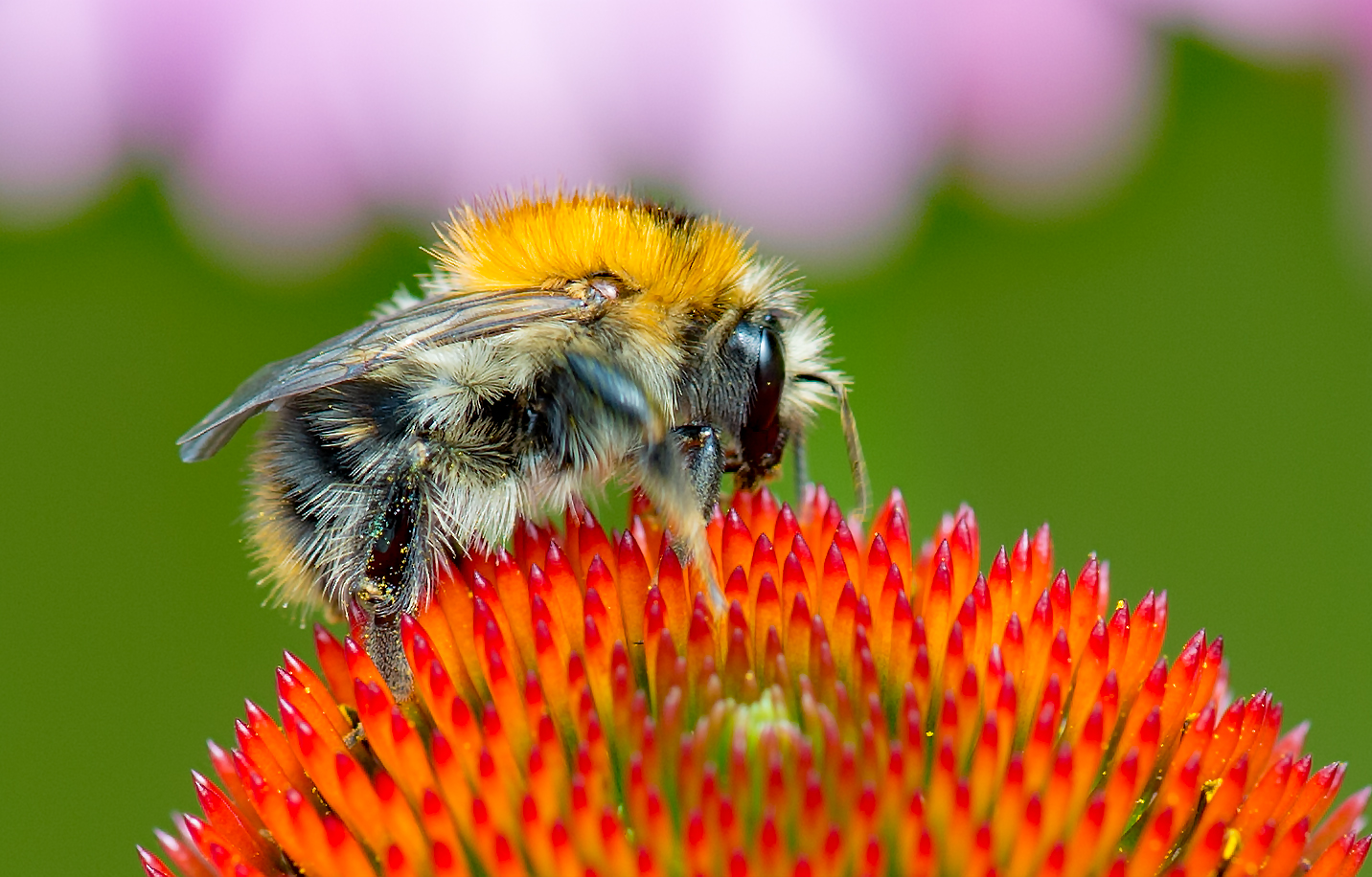 Biene - Hummel 