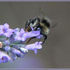 Biene / Hummel an Lavendelblüten