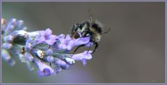 Biene / Hummel an Lavendelblüten