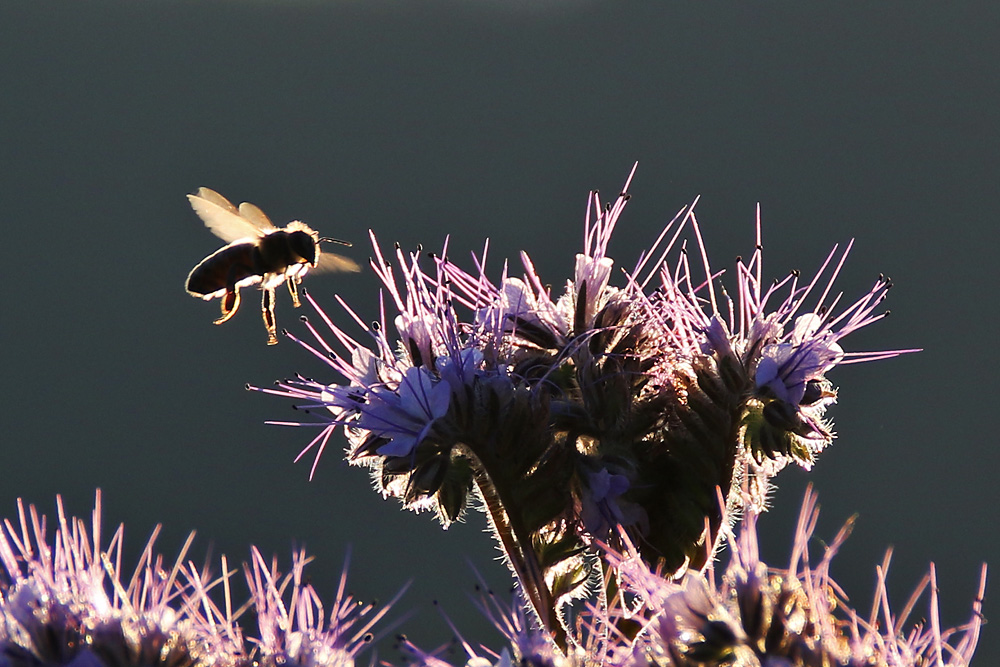 Biene im abendlichen Gegenlicht