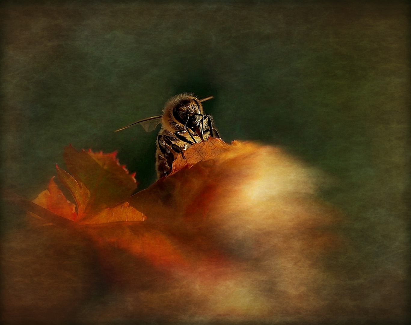 Biene im abendlichen Herbstlicht