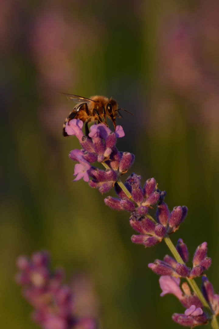 Biene im Abendlicht