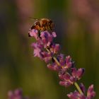 Biene im Abendlicht