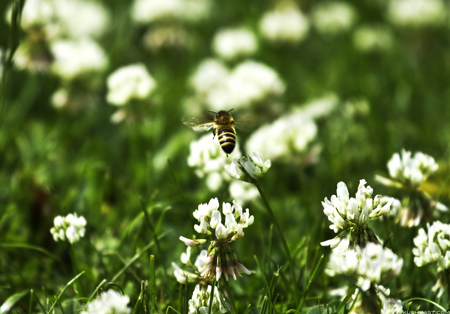 Biene im Abflug