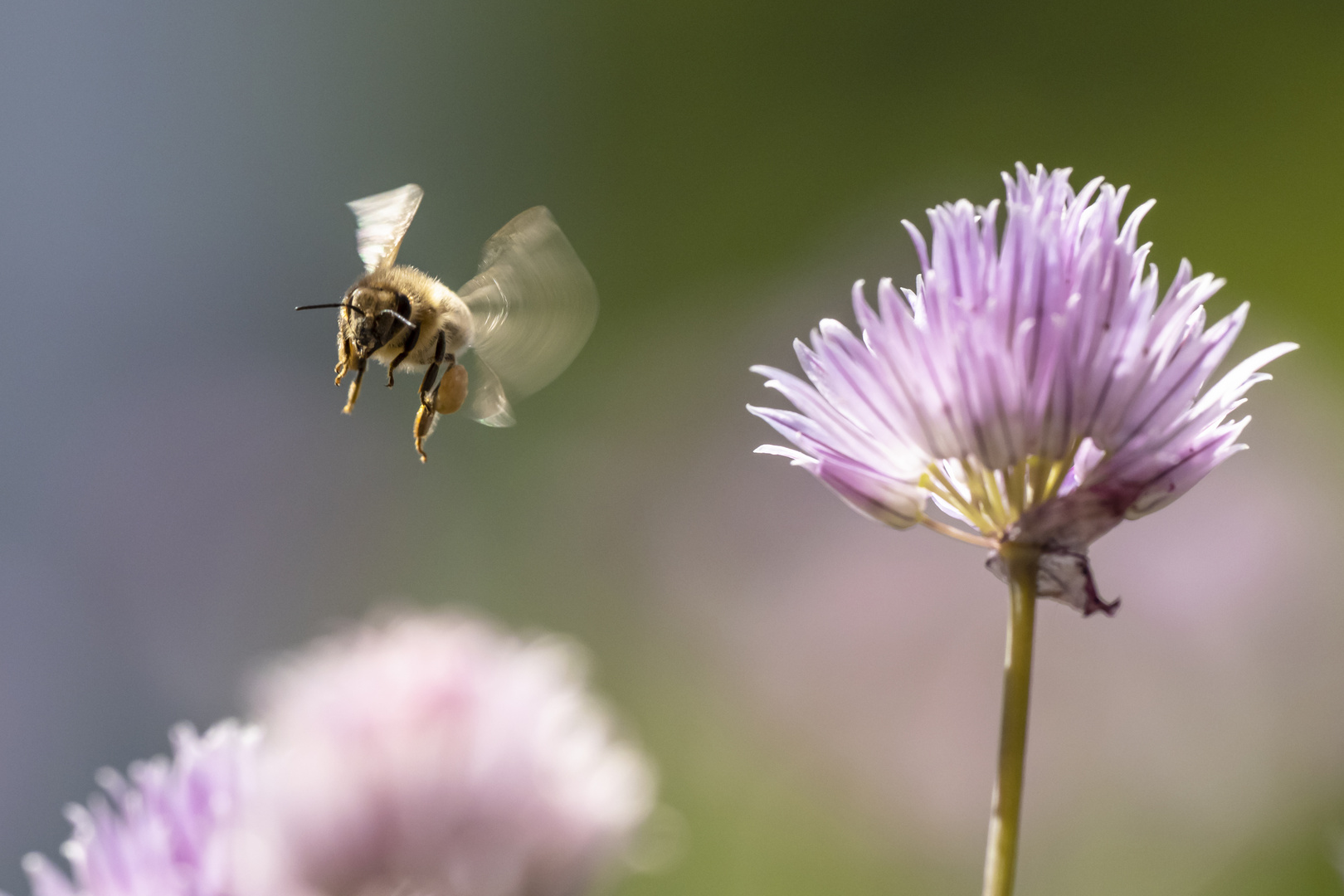 Biene im Abflug