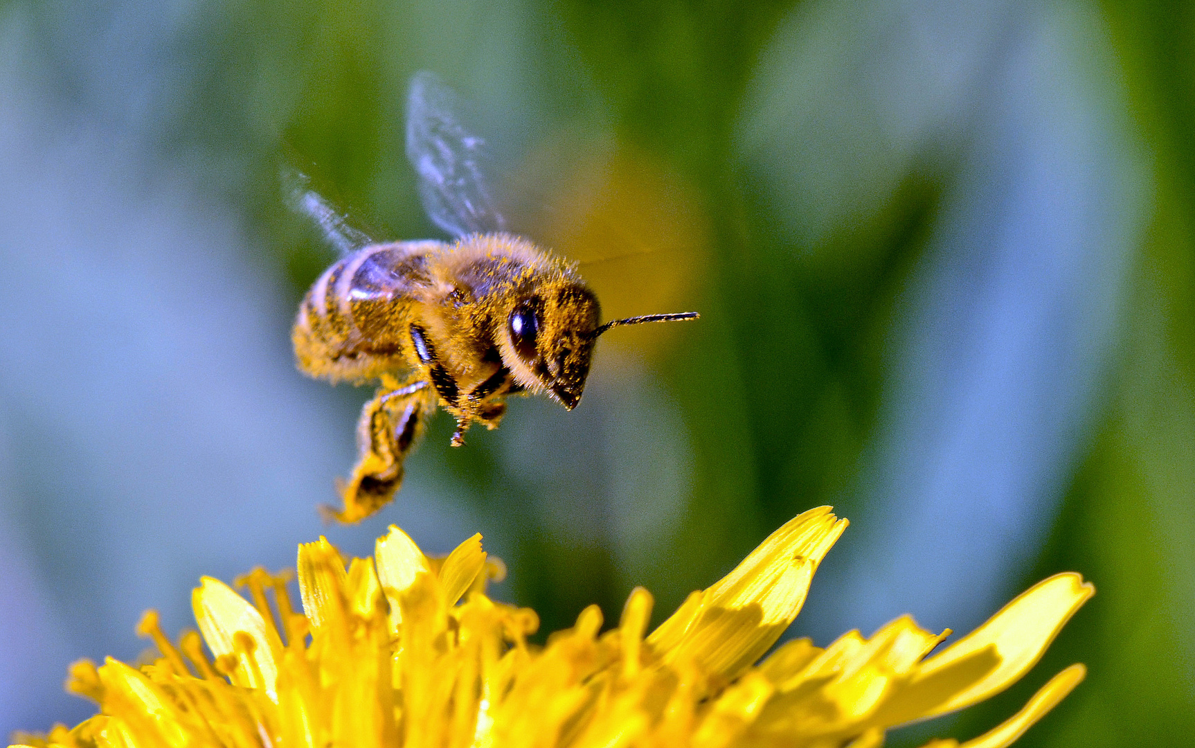 Biene im Abflug