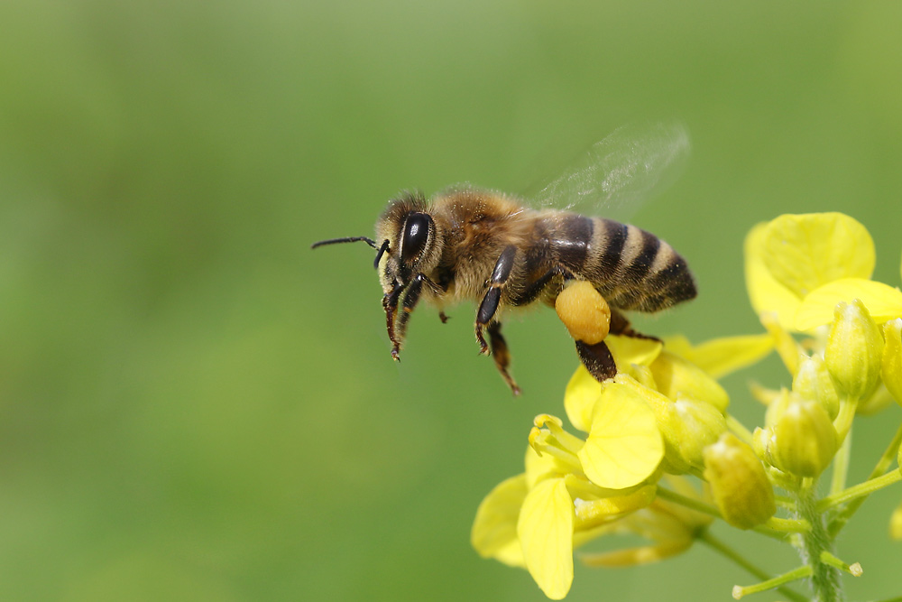 Biene im Abflug von der Rapsblüte