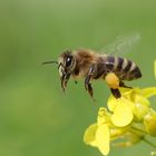 Biene im Abflug von der Rapsblüte