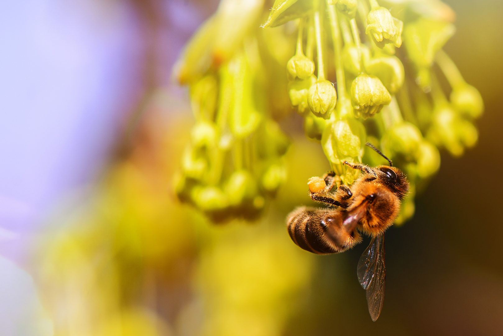 Biene im Ahorn