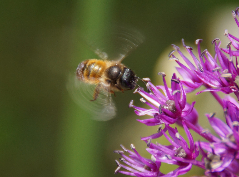 Biene im Anflug