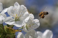 Biene im Anflug