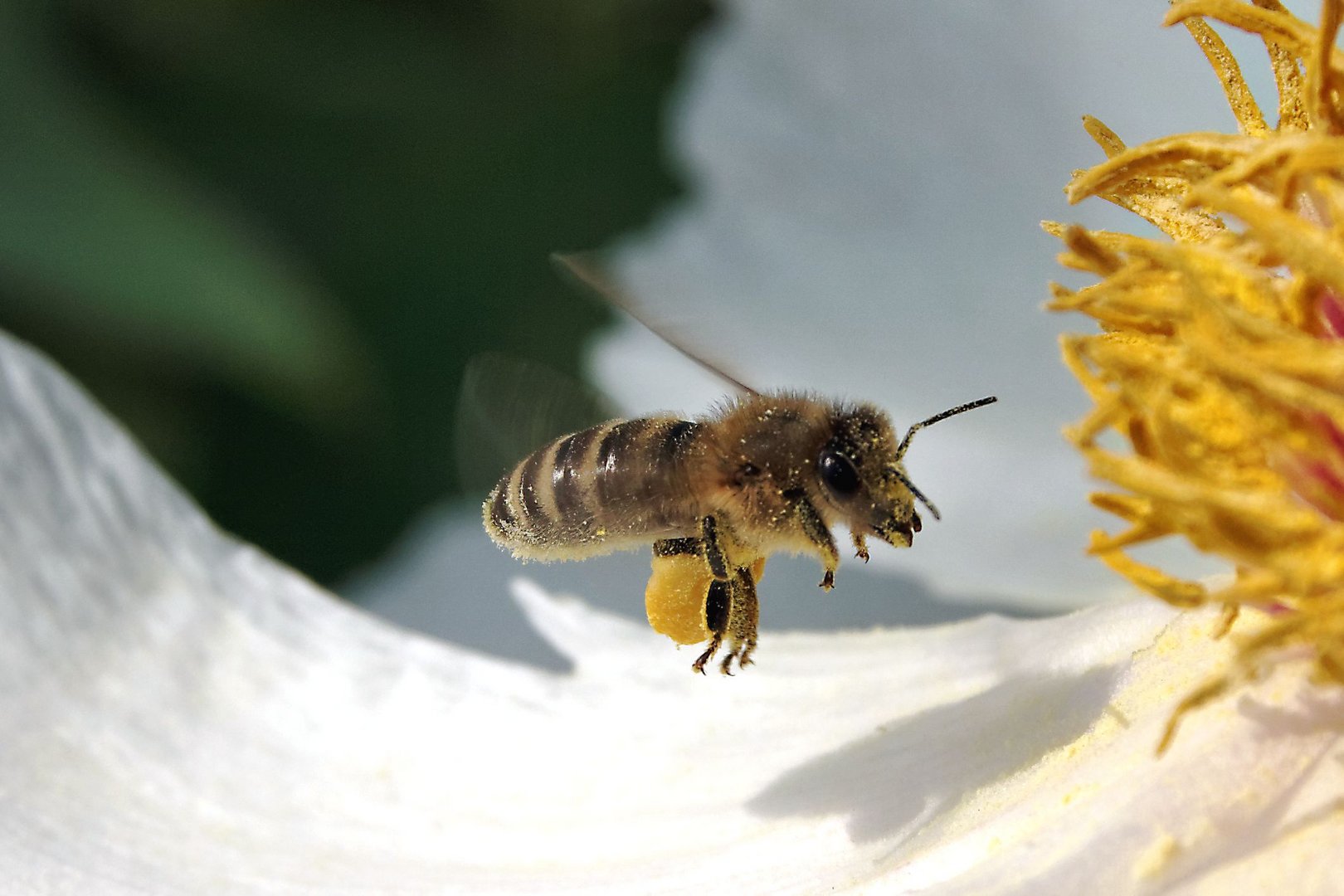 Biene im Anflug