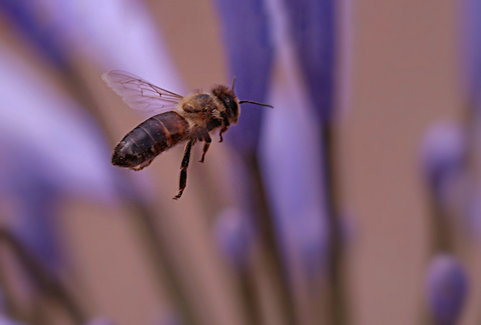 Biene im Anflug