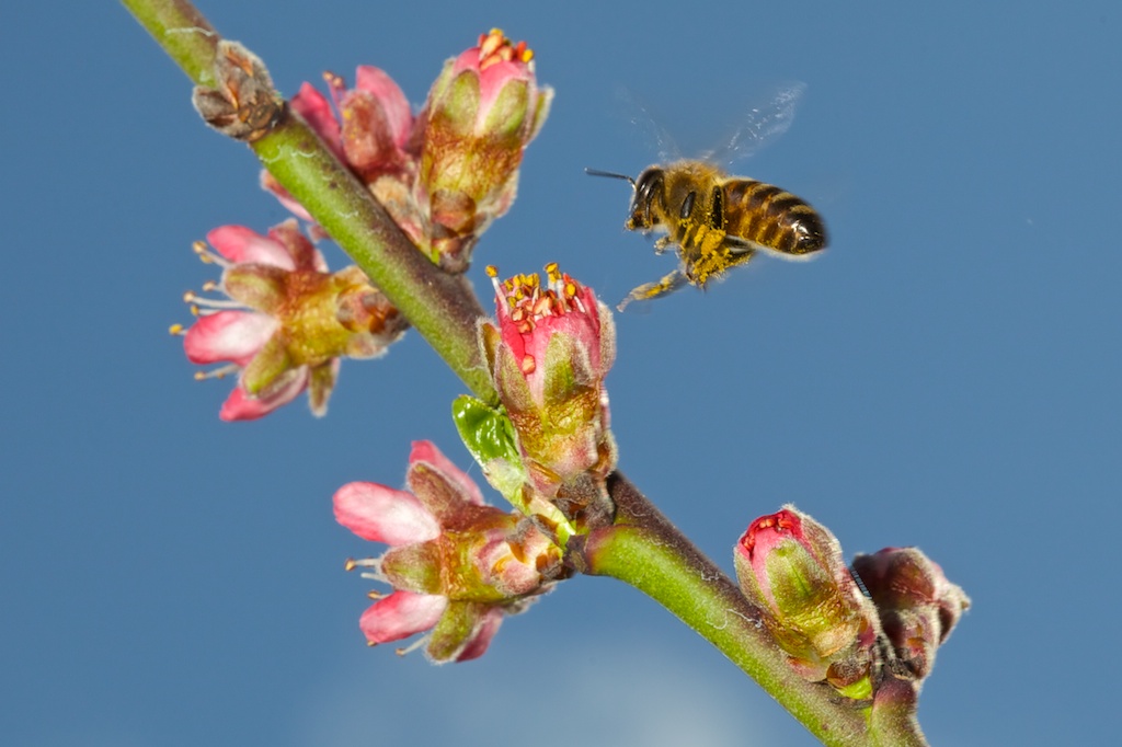 Biene im Anflug