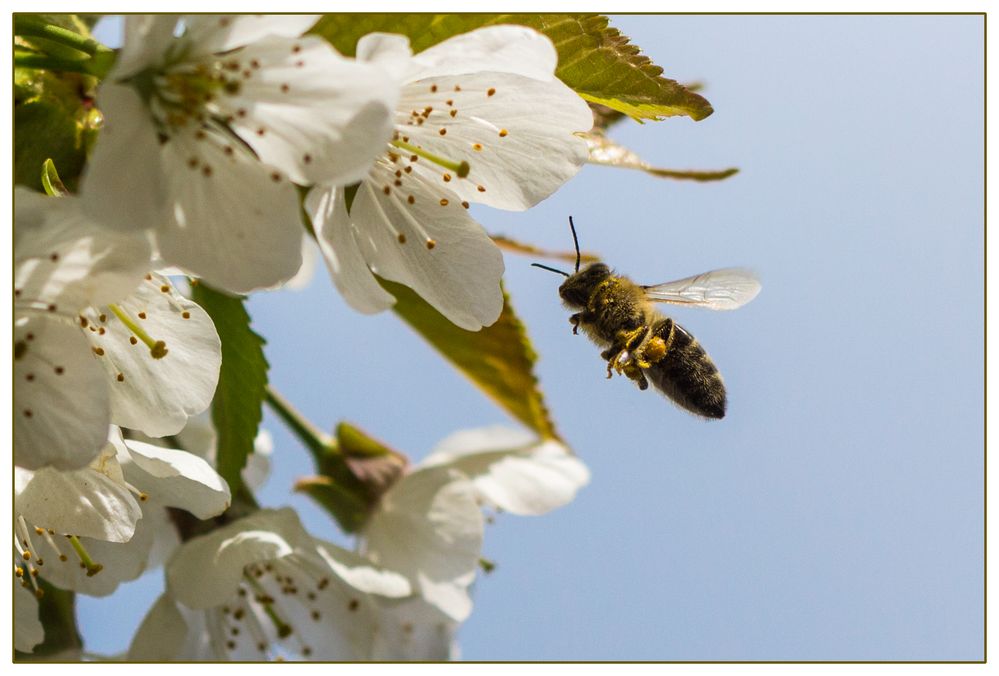 Biene im Anflug