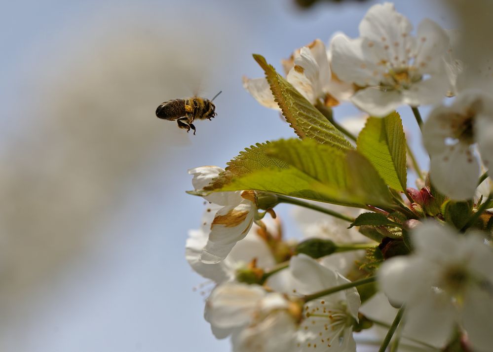 Biene im Anflug