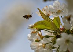 Biene im Anflug