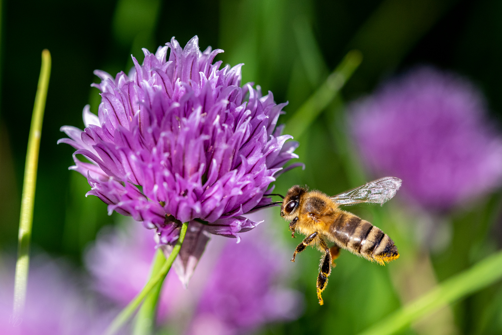 Biene im Anflug