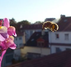 Biene im Anflug