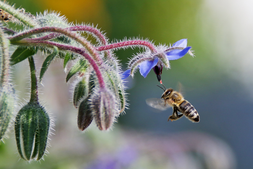 Biene im Anflug