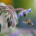 Biene im Anflug