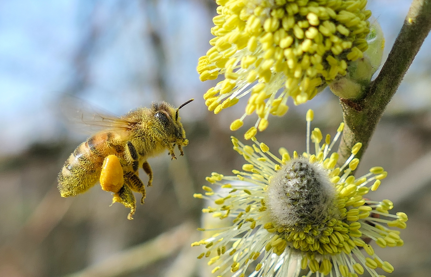 Biene im Anflug 