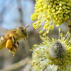 Biene im Anflug 