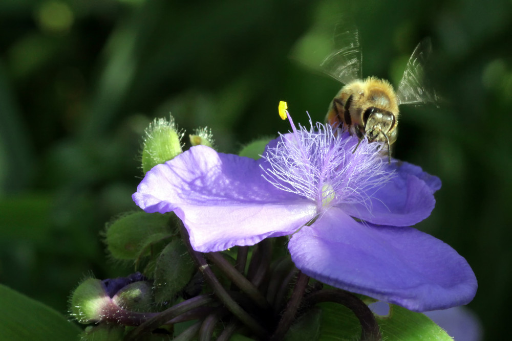 Biene im Anflug