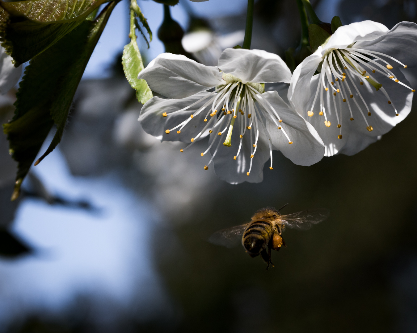 Biene im Anflug