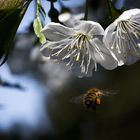 Biene im Anflug