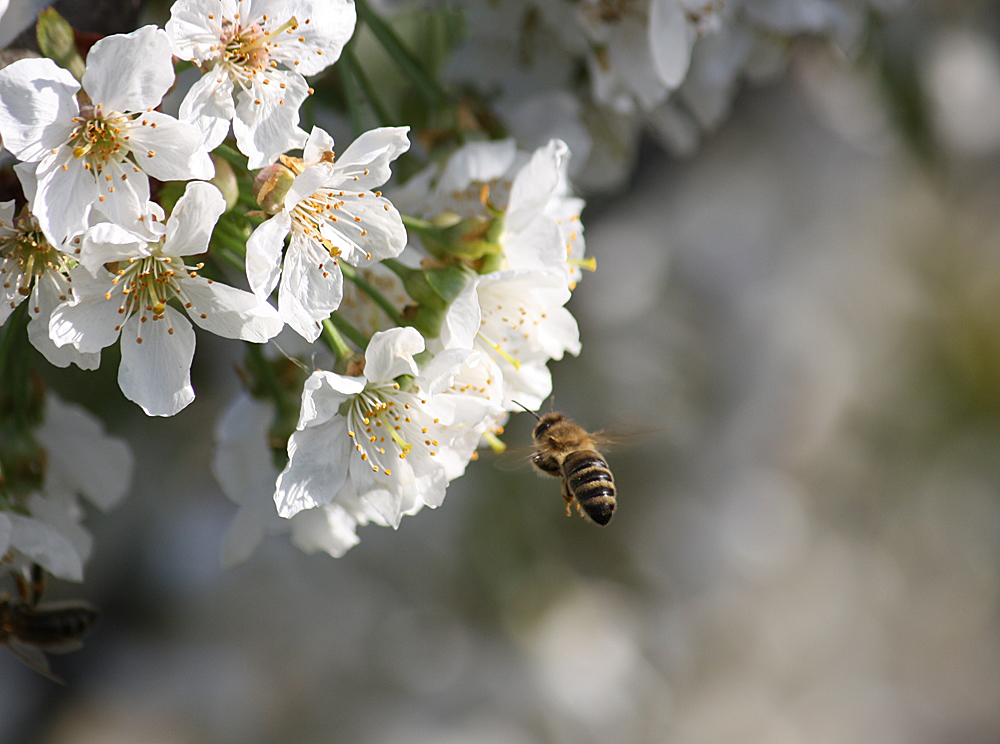 Biene im Anflug