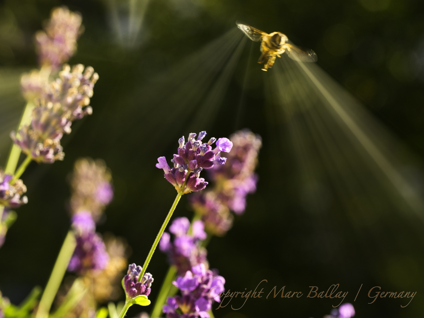 Biene im Anflug