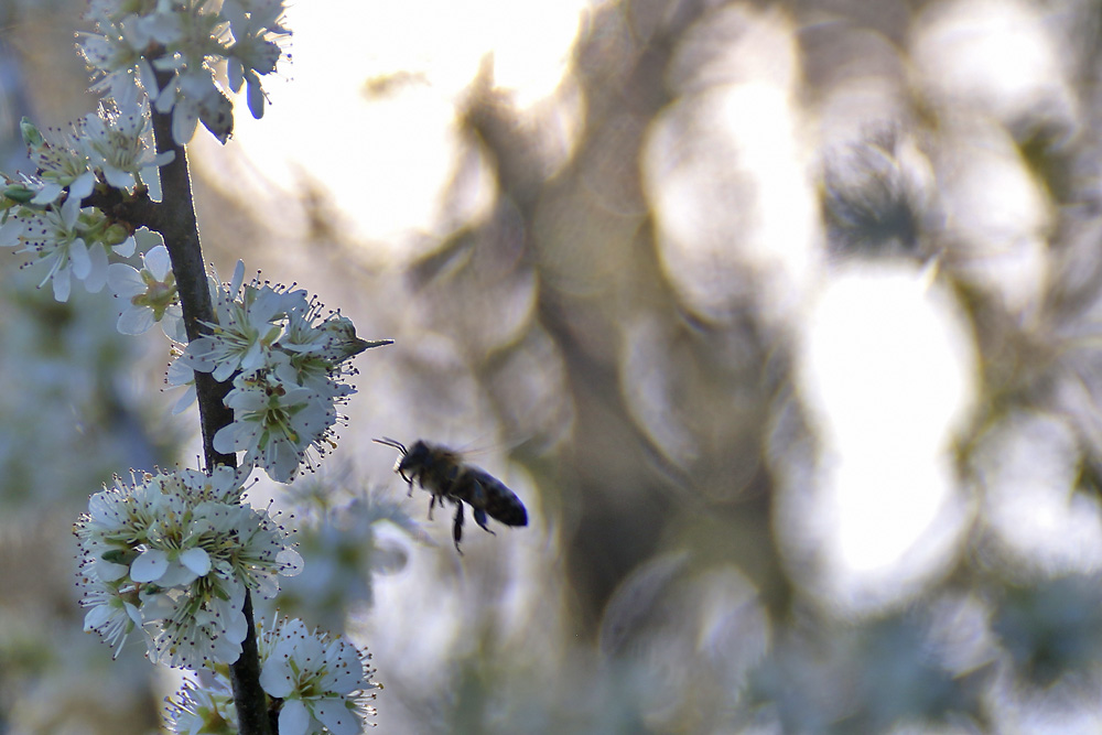 Biene im Anflug 