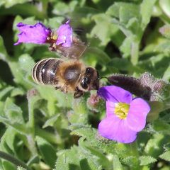 Biene im Anflug