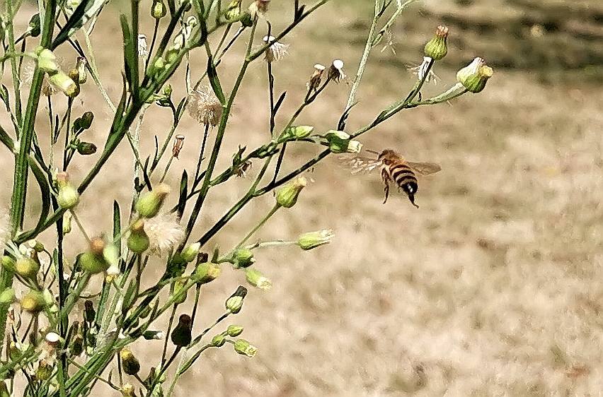 Biene im Anflug